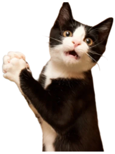 🙏 Стикер «Cat Vibes» для Telegram