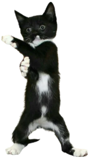 👊 Стикер «Cat Vibes» для Telegram