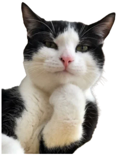 🤔 Стикер «Cat Vibes» для Telegram