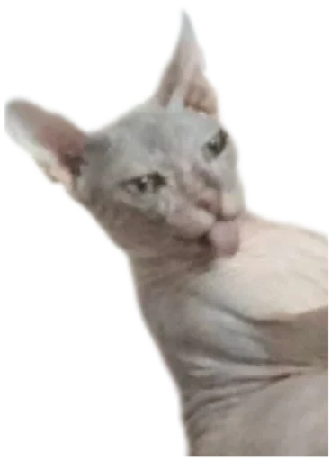 🗿 Стикер «Cat Vibes» для Telegram