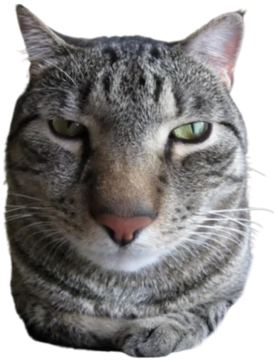 🤨 Стикер «Cat Vibes» для Telegram