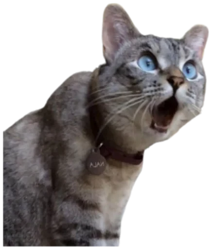 😳 Стикер «Cat Vibes» для Telegram