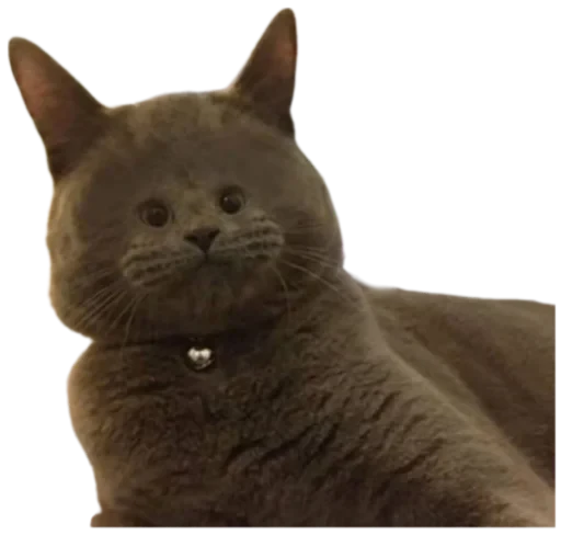 😂 Стикер «Cat Vibes» для Telegram