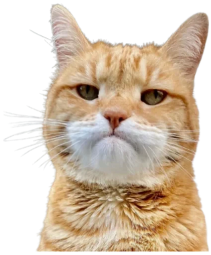 🙁 Стикер «Cat Vibes» для Telegram