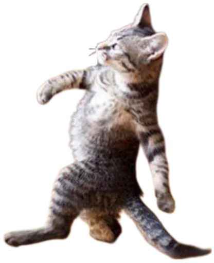 😎 Стикер «Cat Vibes» для Telegram