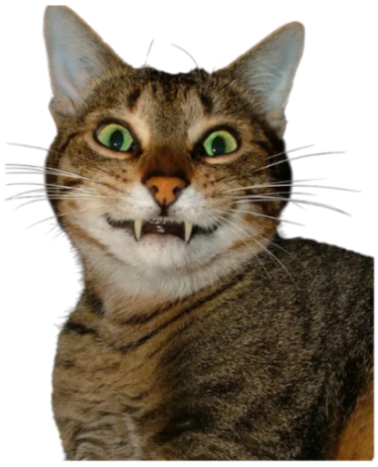 😃 Стикер «Cat Vibes» для Telegram