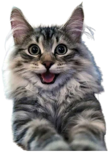 😀 Стикер «Cat Vibes» для Telegram