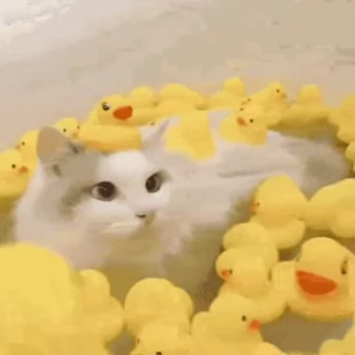 🐣 Стикер «🐱🫧🧼🛁» для Telegram