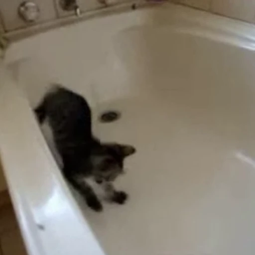 🙀 Стикер «🐱🫧🧼🛁» для Telegram