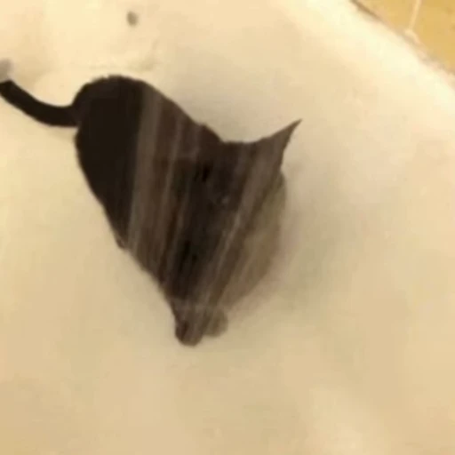 😋 Стикер «🐱🫧🧼🛁» для Telegram