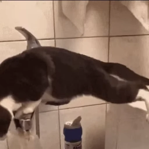 💪 Стикер «🐱🫧🧼🛁» для Telegram