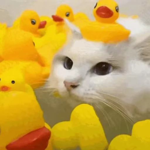 🐤 Стикер «🐱🫧🧼🛁» для Telegram
