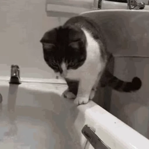 😾 Стикер «🐱🫧🧼🛁» для Telegram