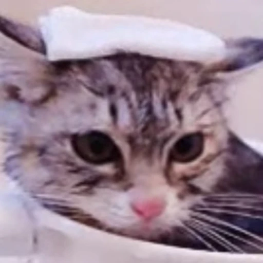 😶‍🌫️ Стикер «🐱🫧🧼🛁» для Telegram