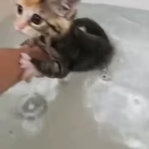🤗 Стикер «🐱🫧🧼🛁» для Telegram