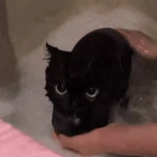 🌚 Стикер «🐱🫧🧼🛁» для Telegram