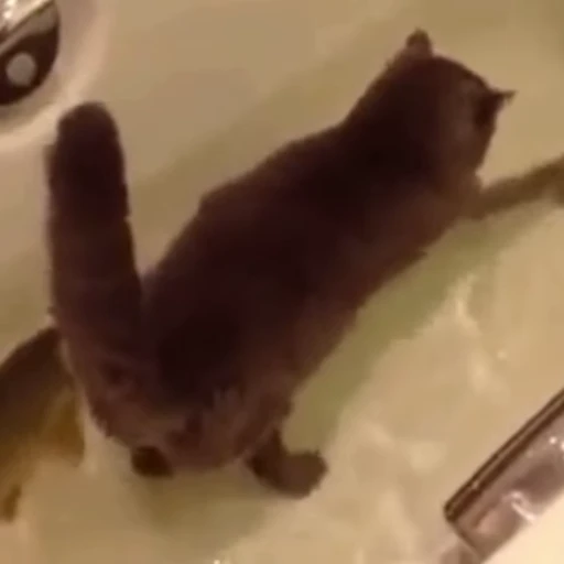 🐟 Стикер «🐱🫧🧼🛁» для Telegram