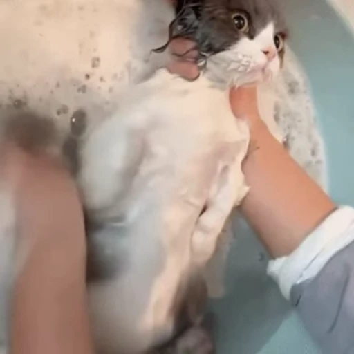 😵‍💫 Стикер «🐱🫧🧼🛁» для Telegram
