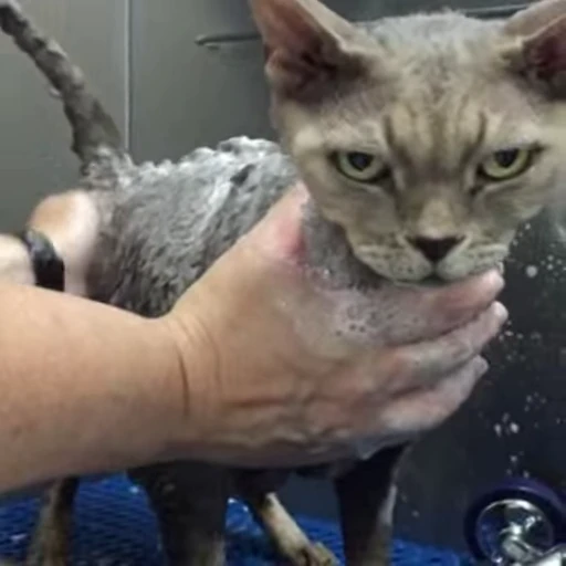 🤨 Стикер «🐱🫧🧼🛁» для Telegram