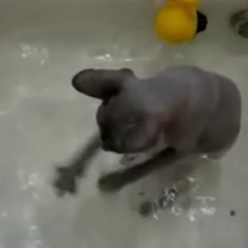 🤗 Стикер «🐱🫧🧼🛁» для Telegram