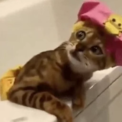 🫣 Стикер «🐱🫧🧼🛁» для Telegram