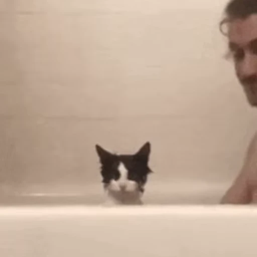 👀 Стикер «🐱🫧🧼🛁» для Telegram