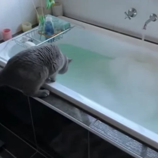 😿 Стикер «🐱🫧🧼🛁» для Telegram