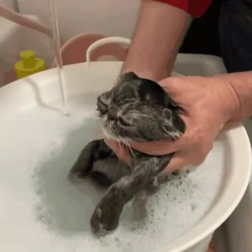 🥺 Стикер «🐱🫧🧼🛁» для Telegram