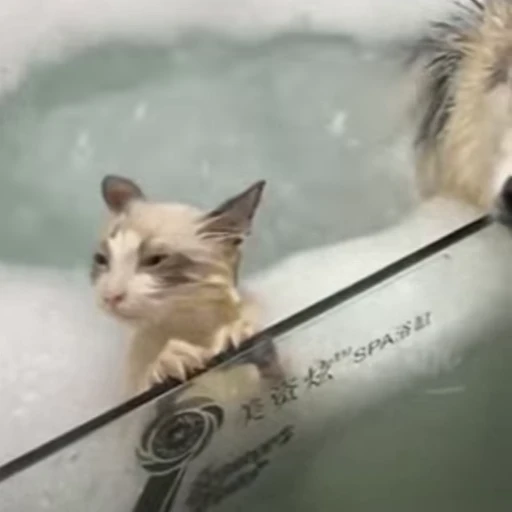 ☺️ Стикер «🐱🫧🧼🛁» для Telegram