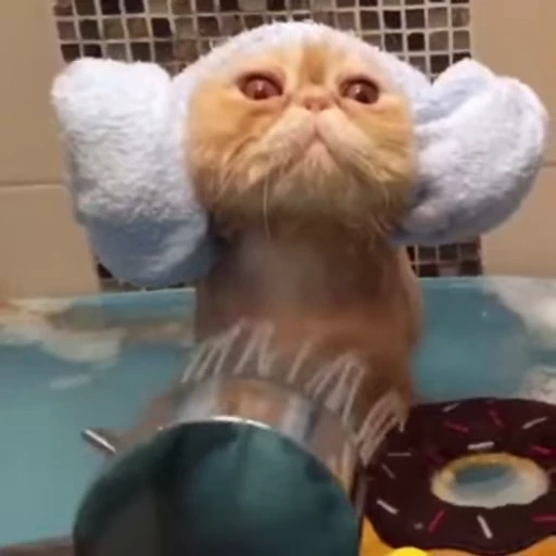 🎧 Стикер «🐱🫧🧼🛁» для Telegram