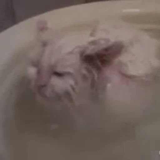 👻 Стикер «🐱🫧🧼🛁» для Telegram