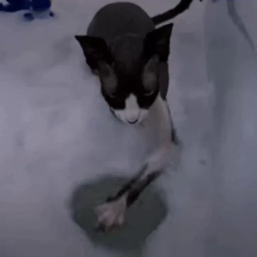 🫳 Стикер «🐱🫧🧼🛁» для Telegram