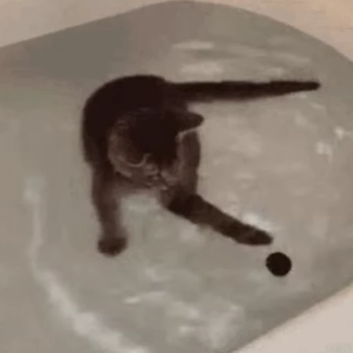 🏐 Стикер «🐱🫧🧼🛁» для Telegram