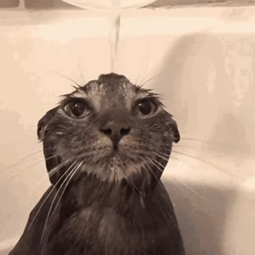 ☔️ Стикер «🐱🫧🧼🛁» для Telegram