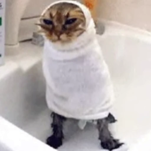 🥷 Стикер «🐱🫧🧼🛁» для Telegram