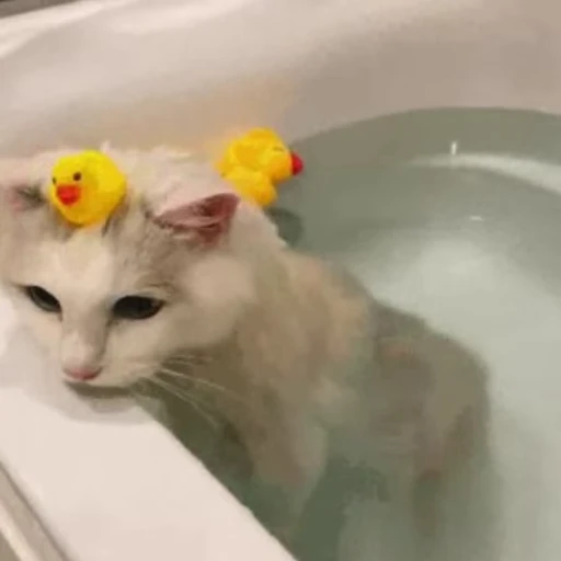 🐥 Стикер «🐱🫧🧼🛁» для Telegram