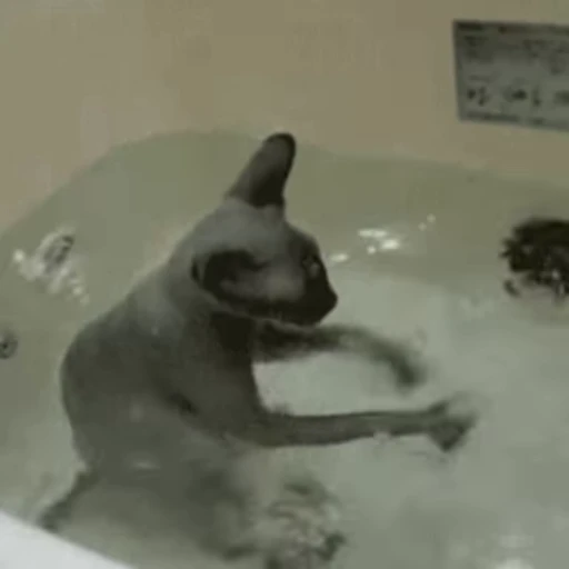 💃 Стикер «🐱🫧🧼🛁» для Telegram