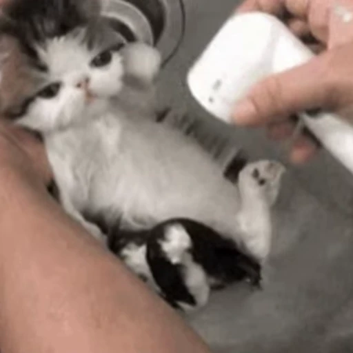 🚿 Стикер «🐱🫧🧼🛁» для Telegram