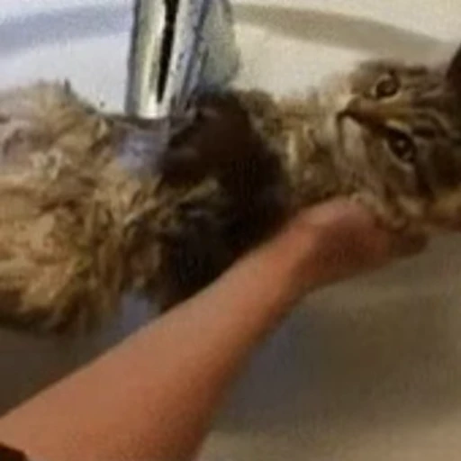 😎 Стикер «🐱🫧🧼🛁» для Telegram