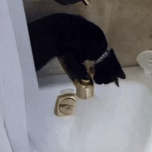 🤔 Стикер «🐱🫧🧼🛁» для Telegram