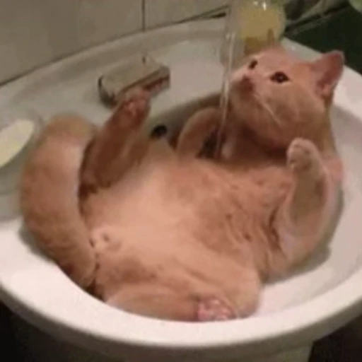 😏 Стикер «🐱🫧🧼🛁» для Telegram