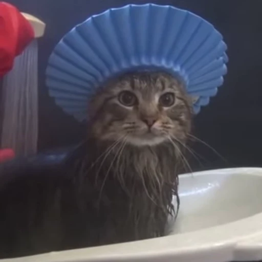 😇 Стикер «🐱🫧🧼🛁» для Telegram