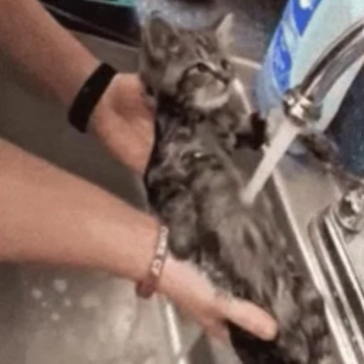 🤤 Стикер «🐱🫧🧼🛁» для Telegram