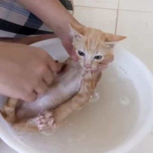 🫧 Стикер «🐱🫧🧼🛁» для Telegram