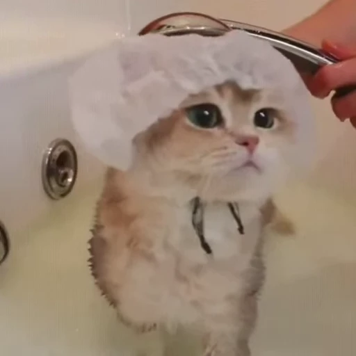🥰 Стикер «🐱🫧🧼🛁» для Telegram