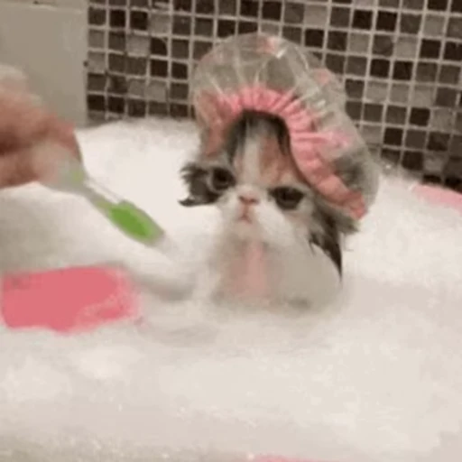 Стикерпак 🐱🫧🧼🛁 для Telegram