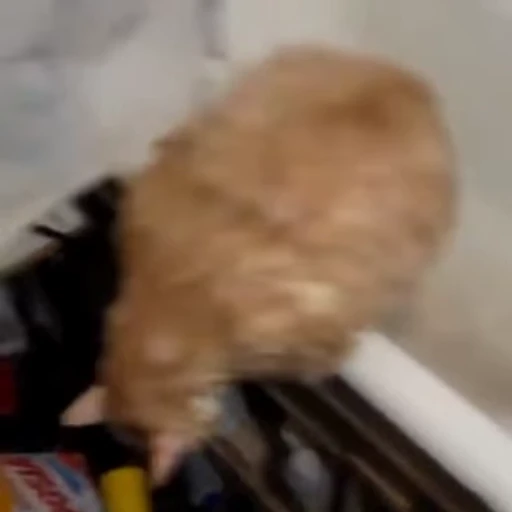 😤 Стикер «🐱🫧🧼🛁» для Telegram