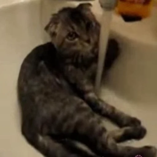 🥺 Стикер «🐱🫧🧼🛁» для Telegram