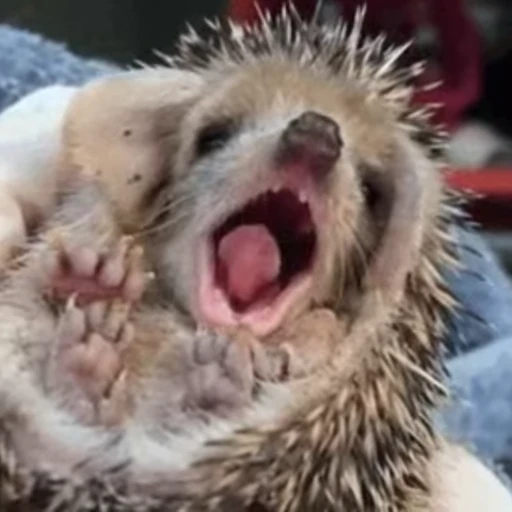 🥱 Стикер «🦔» для Telegram