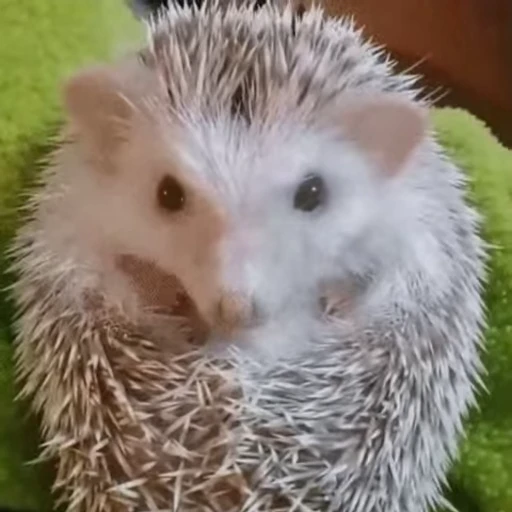 🤨 Стикер «🦔» для Telegram